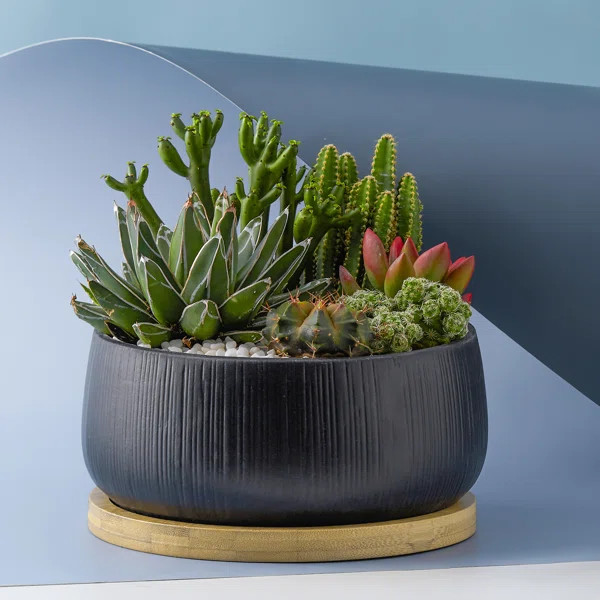 Succulent Porcelain Ceramic Pot Planter | Wayfair North America