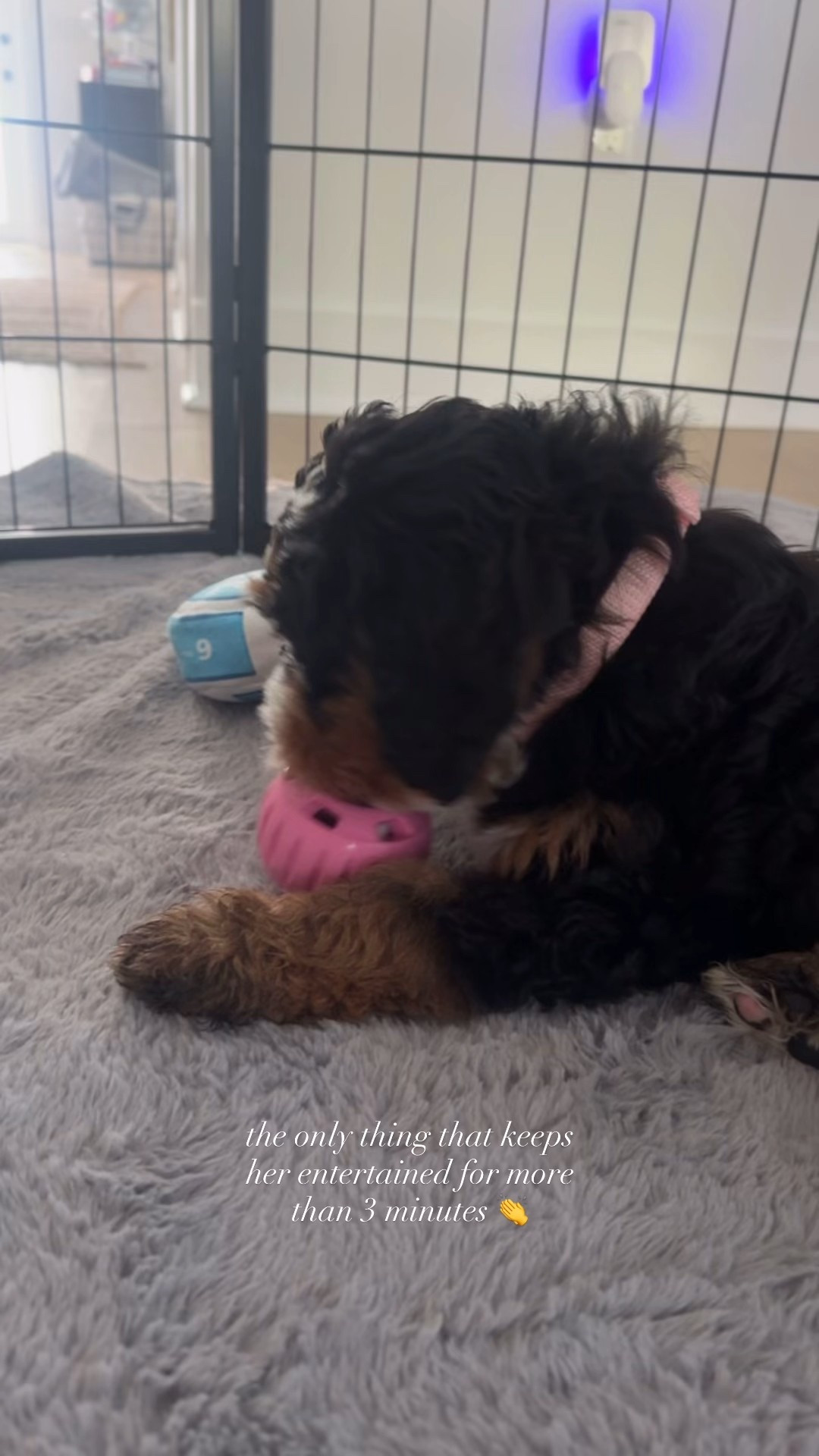 WOOF Party Pupsicle - Long-Lasting Interactive Dog Toys for Boredom - Low-Mess Design - Birthday Gifts for Dogs - Small Dog Toys - Party Pink

#LTKdayinmylife #LTKHome #LTKFindsUnder50