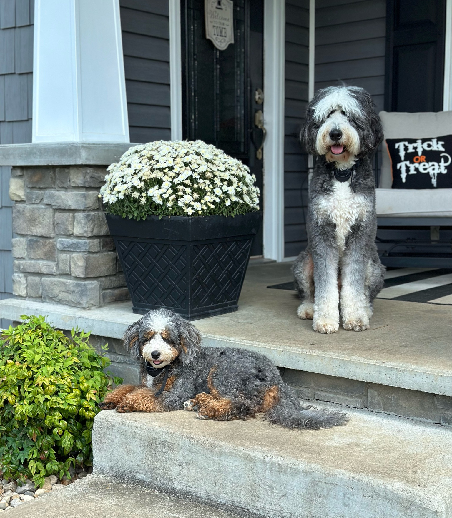 Who all is ready for Halloween? 
Our gang is trying to figure out what they want to be. Any guesses??? Sharing some of moms purchases she made today @anthropologie check them out.

#halloween #ltkpets #halloweendecor
#dogs #newdog #halloweendog

#LTKSeasonal #LTKHalloween #LTKhome