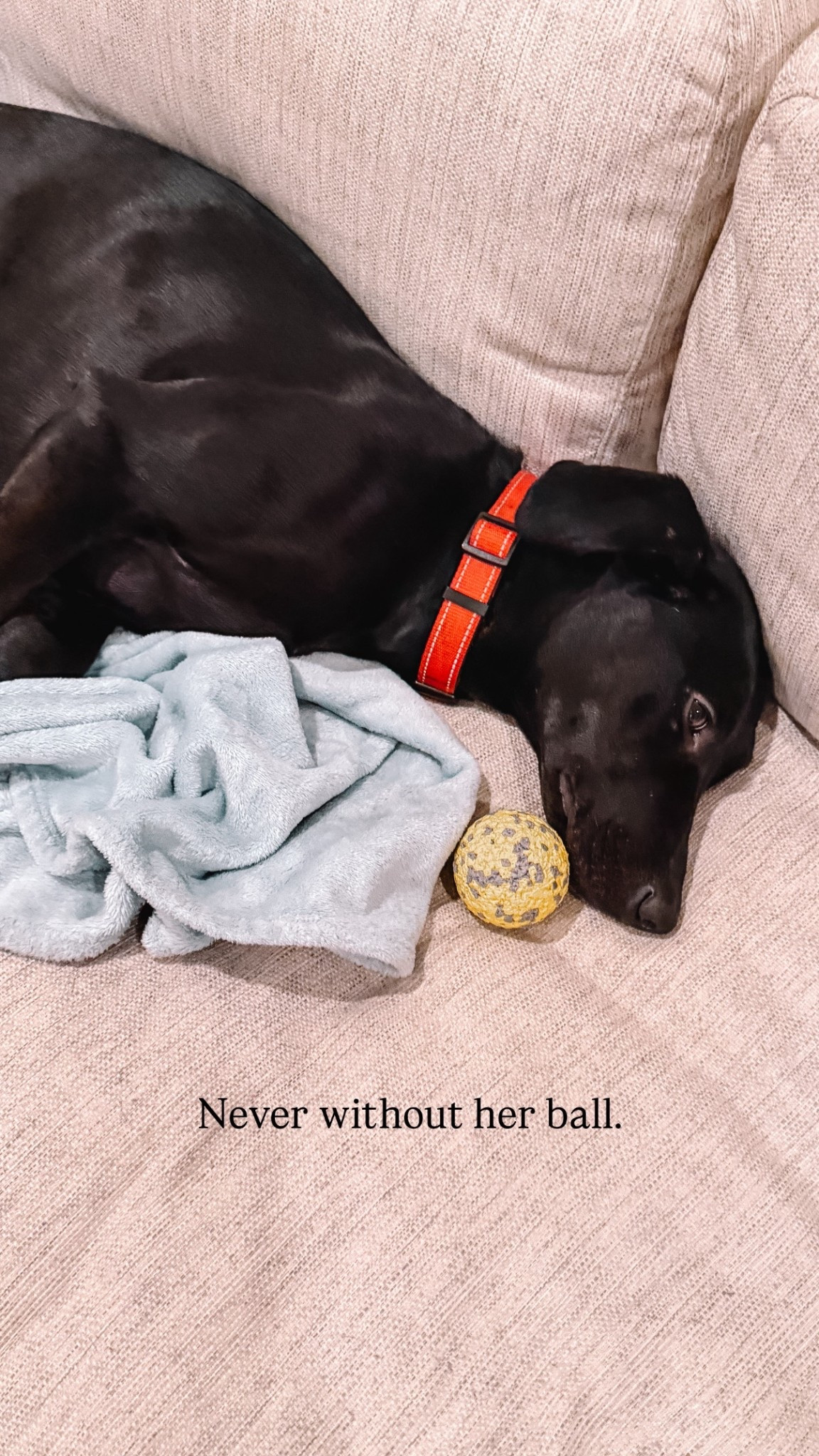 #LTKGiftGuide #LTKFindsUnder50 #LTKHome