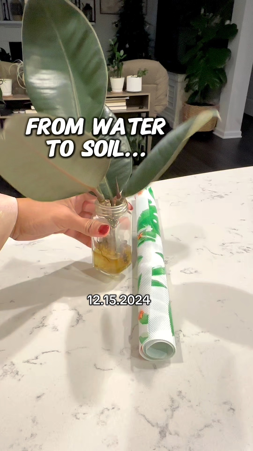 13-month update 🌿
Water roots got her started… but soil is what helped her thrive—stronger, fuller, healthier growth.



#LTKstorytime #LTKHome