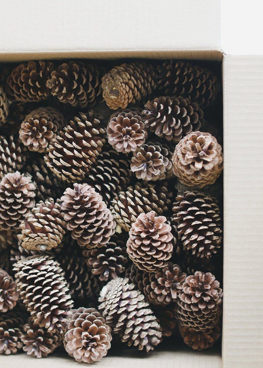 Box of 100 Natural Pine Cones - 3-5 | Afloral (US)
