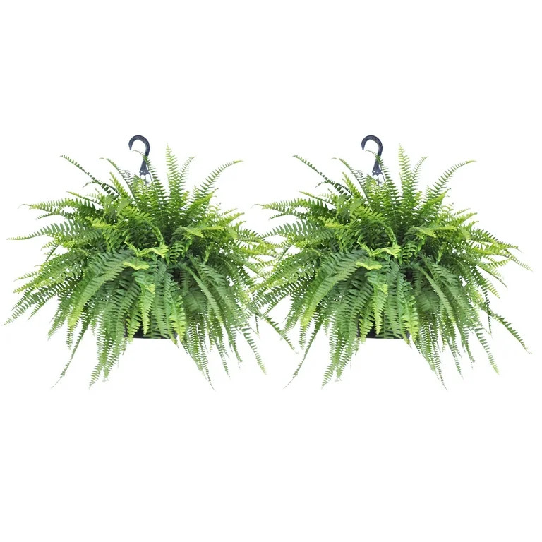United Nursery 2-Pack Of Live Boston Fern Tropical Plants 24-28in Wide in 10in Hanging Basket | Walmart (US)