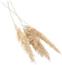 Accent Decor Dried Pampas Grass (45-50 Inches) l Wedding Flower Bunch l Pampas Grass Extra Tall l... | Amazon (US)