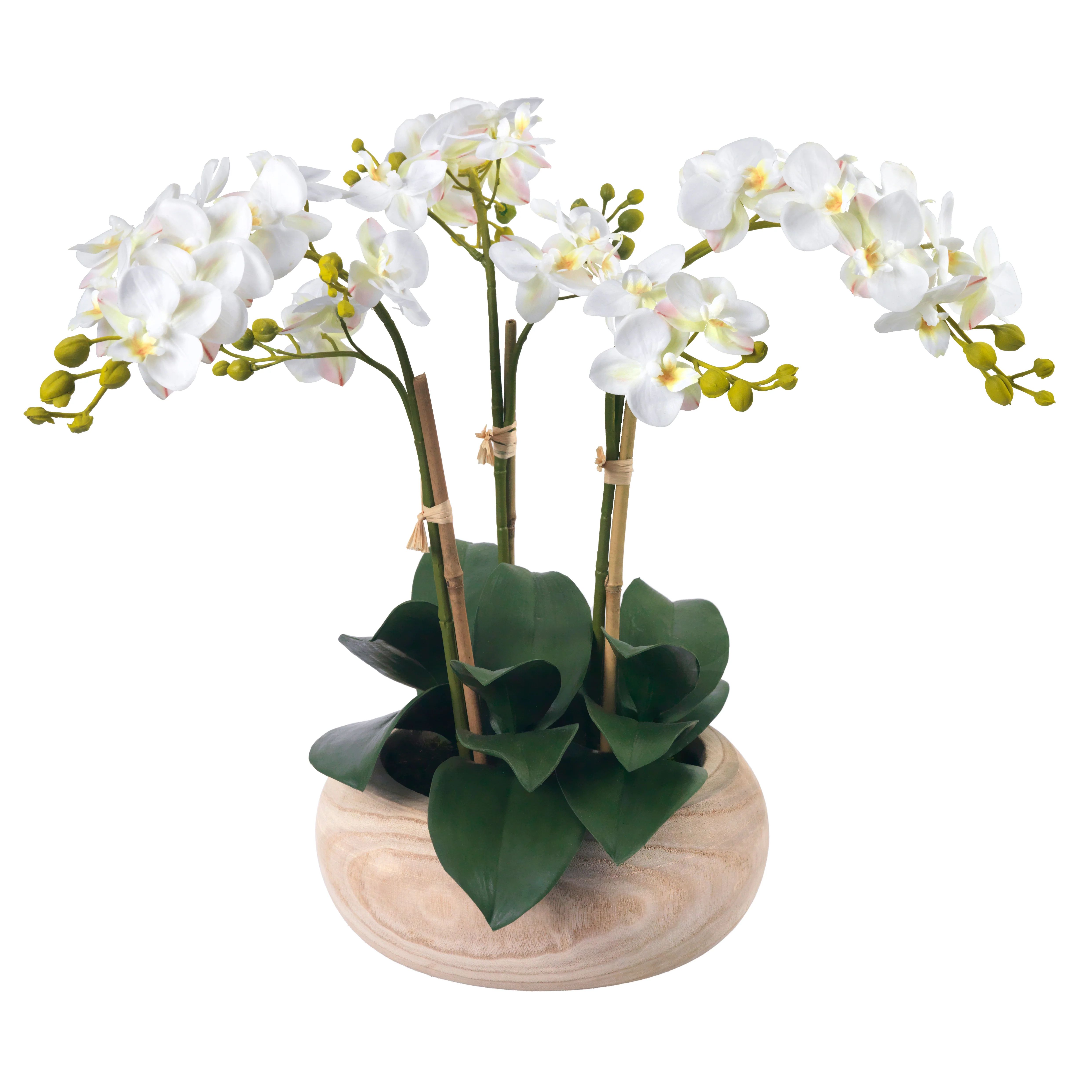Phalaenopsis Orchids in Wood Bowl | Diane James Home