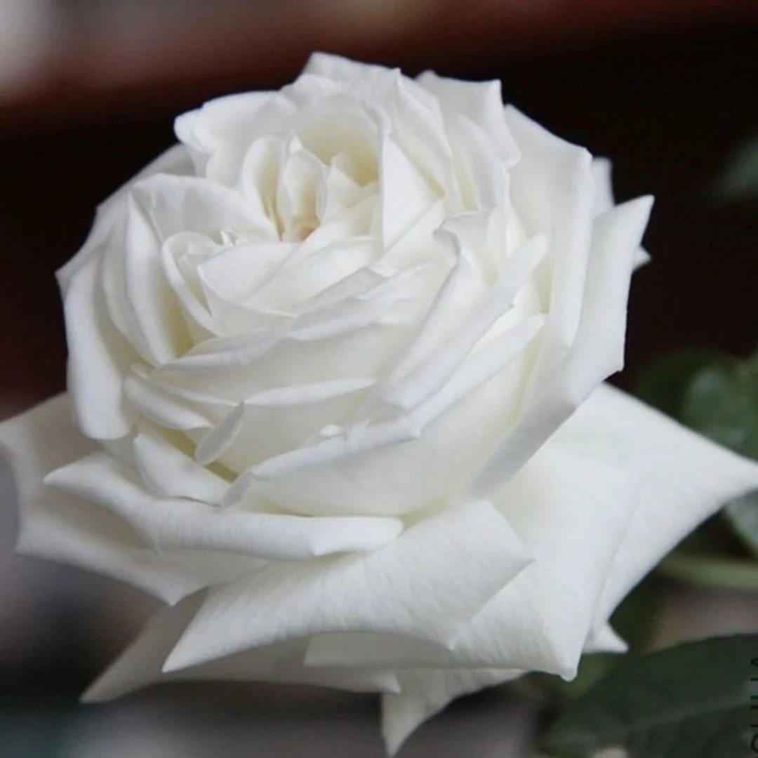 Jeanne Moreau 珍妮莫罗 Continue Blooming ，super Fragrance! - Etsy | Etsy (US)