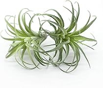 EBUYOM 2 PCS Mini Artificial Succulents Plants Unpotted Fake Flocking Tillandsia Air Plants Succu... | Amazon (US)