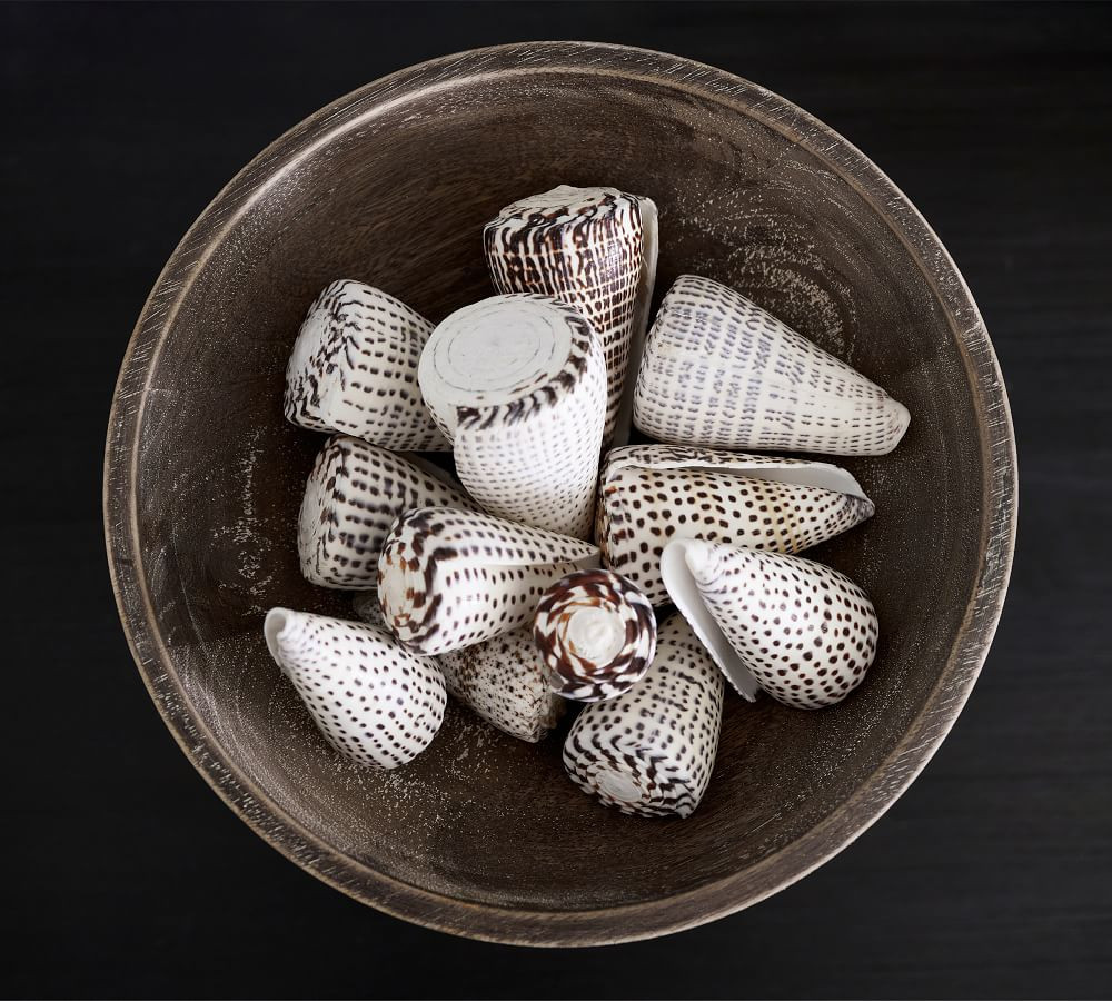 Spotted Conch Shells Vase Filler | Pottery Barn (US)