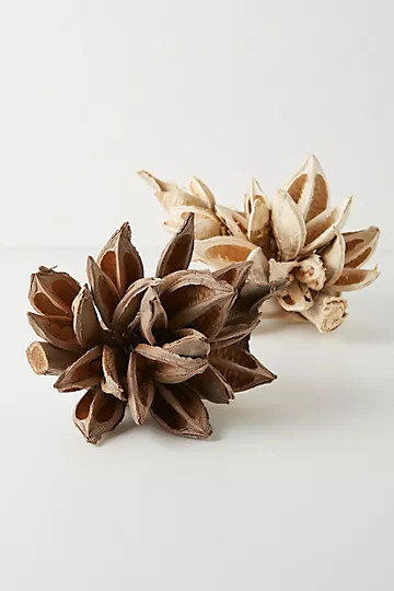 Bleached Dried Star Anise Pod | Anthropologie (US)