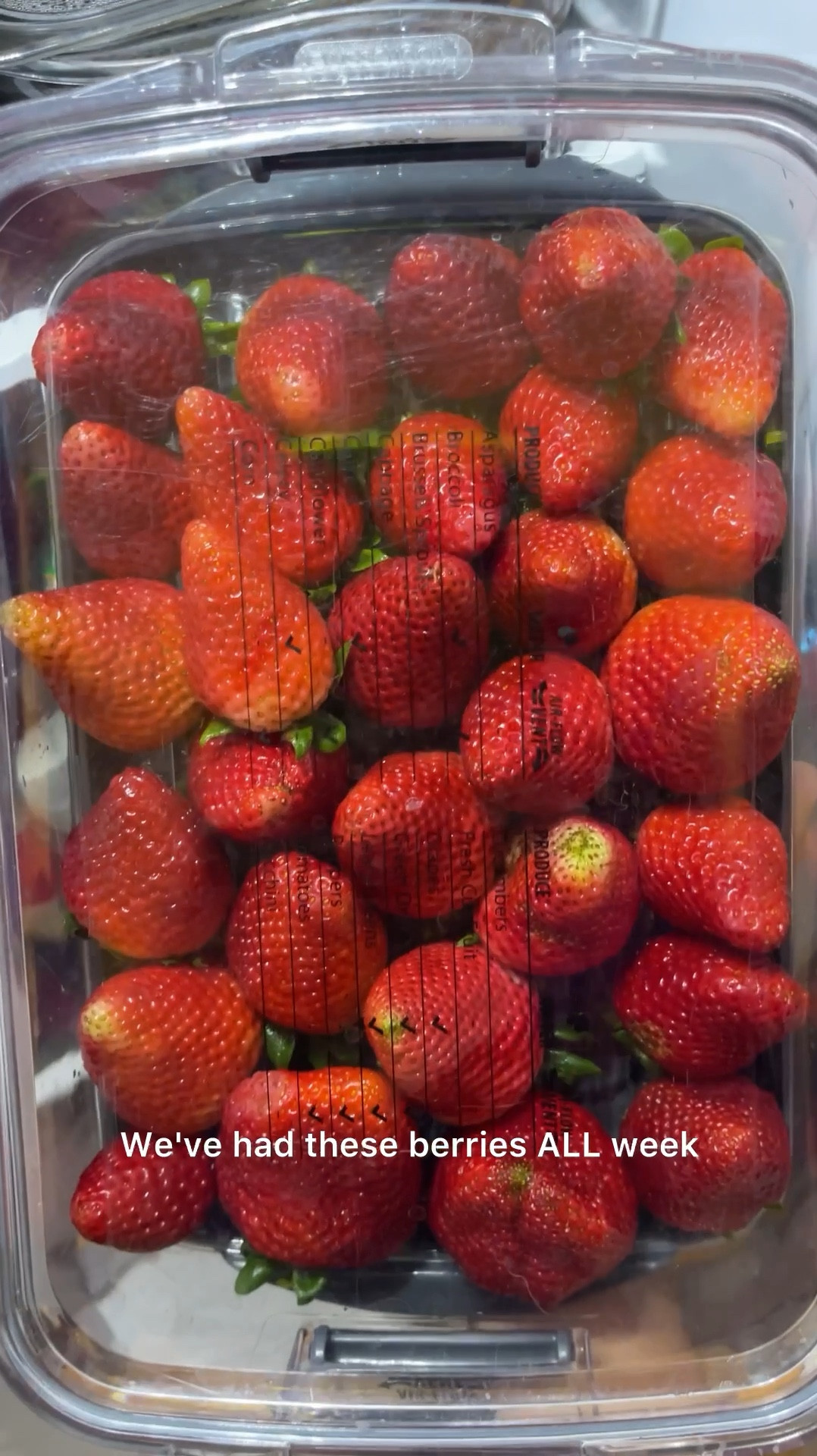 For back to school, I’m planning on saving money by packing lunch boxes as often as possible rather than opting for cafeteria lunch. My kids add on too many extra$$ so it’s best to bring lunch and make it exciting! 

We love filling bento boxes with healthy snacks, fruits, cheese, etc. my kids especially love berries! Our clear produce containers keep strawberries, cherries, grapes, blueberries, and even cut fruits fresher longer. 

NO MORE MOLDY BERRIES! Check out these berries I had stocked up on when on sale- they lasted a whole week absolutely looking perfect. 

The containers are clear so my kids can can see exactly what’s in the fridge, and that encourages them to eat more of the fresh stuff! They’re stackable so our family’s fridge stays a bit better organized too. 

#LTKHome #LTKBacktoSchool #LTKVideo