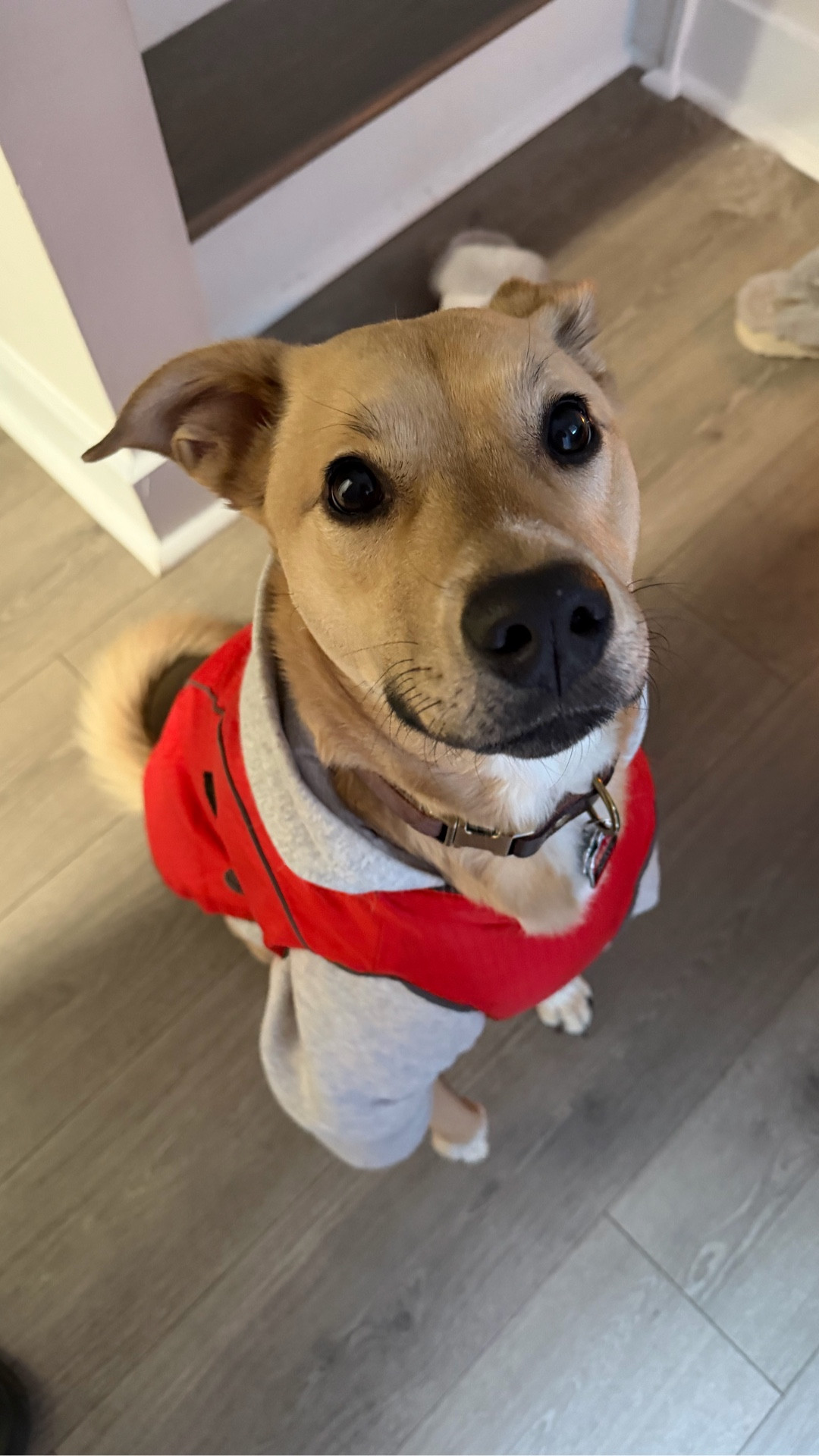 Snow days call for serious layers. Navi is wearing a cozy dog hoodie under a warm winter dog coat to stay comfortable on cold walks. This hoodie + coat combo is perfect for small to medium dogs who need real warmth without sacrificing movement.


dog winter clothes | dog hoodie | dog winter coat | cold weather dog outfit | winter dog layers | cozy dog apparel | small dog winter outfit

#DogWinterStyle #DogMomLife #ColdWeatherPup #PetFinds #CozyDog

#LTKstorytime #LTKmorningroutine #LTKootd