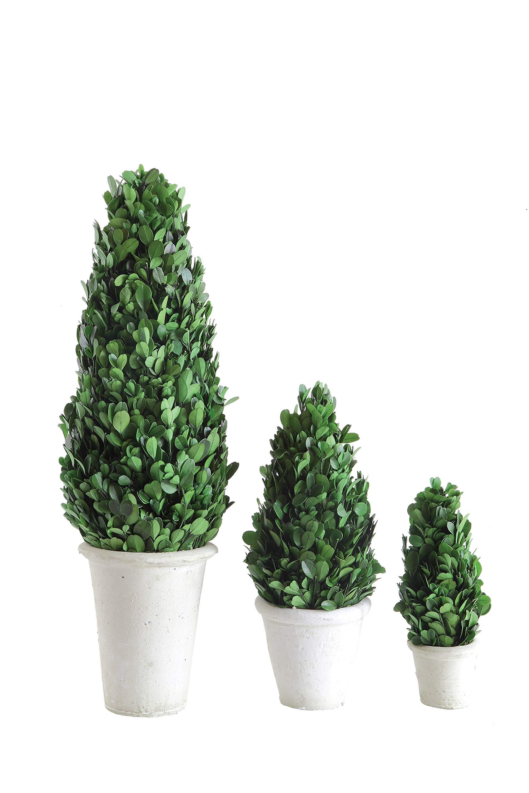 Creative Co-op 11" Preserved Boxwood Cone Shaped Clay Pot Topiary, Medium, Green,DA5562 | Amazon (US)