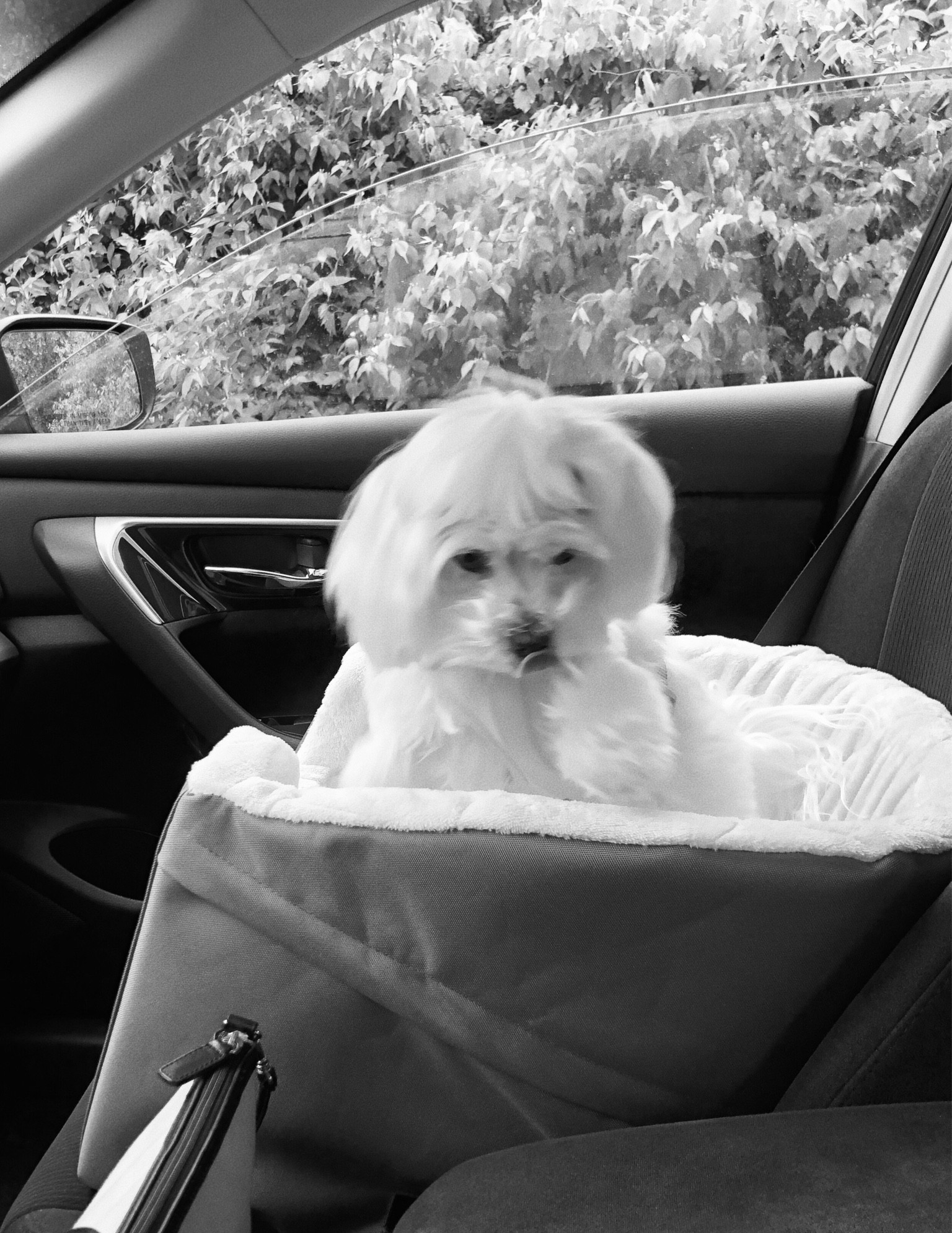 Coco’s dog car seat! 

#LTKhome #LTKunder50 #LTKunder100