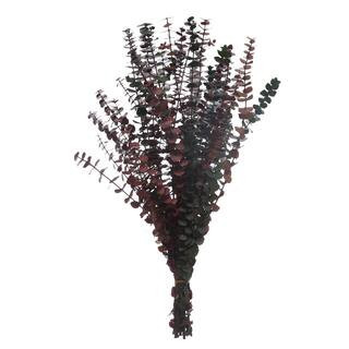 Dried Eucalyptus Bundle by Ashland® | Michaels® | Michaels Stores