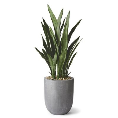 Sanseveria Plant | Frontgate | Frontgate