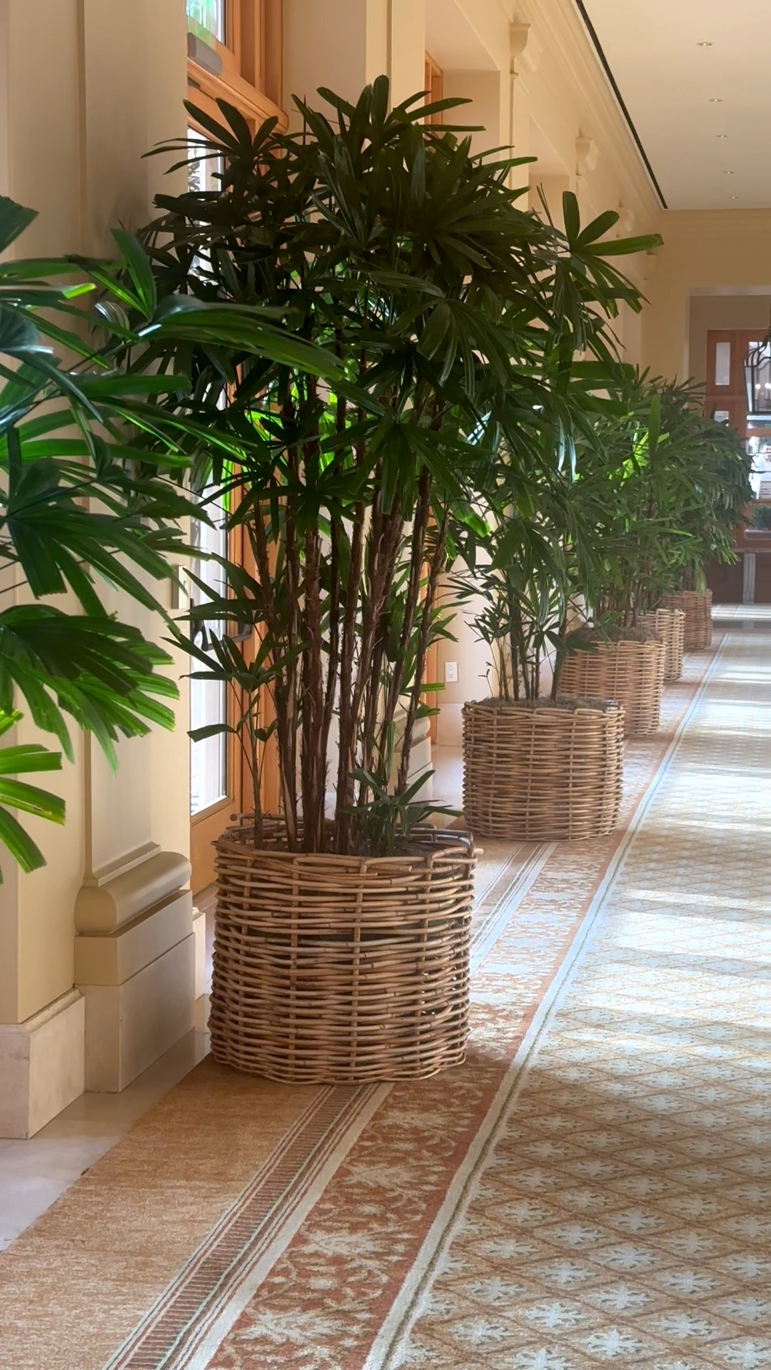 Rattan planters elevate any space with a touch of organic warmth 🌿
Last chance to shop up to 40% off at Serena & Lily.
#SerenaAndLily #Planters #OrganicStyle #CoastalLiving #HomeDetails #SaleFinds

#LTKHome #LTKGiftGuide #LTKHoliday #LTKSaleAlert