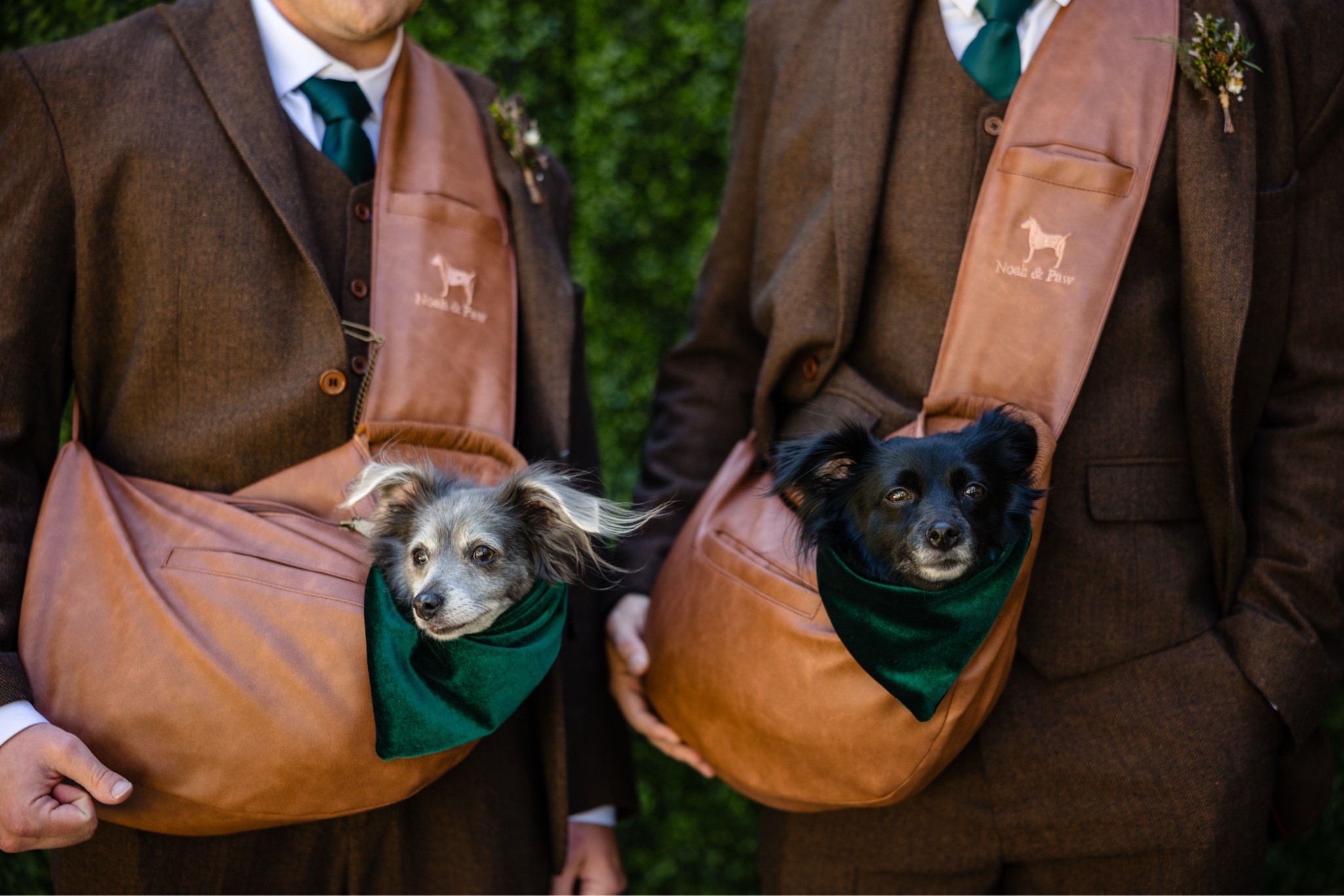 Our dogs were so precious at our wedding in their slings and green velvet neckerchiefs. #dogmom #dogdad #weddingdog #bridesmaids

#LTKWedding
