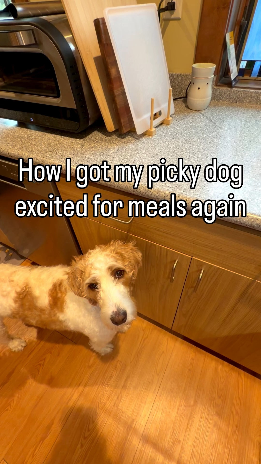 Gone in 60 seconds - dinner edition! Picky dog tested and approved.

#LTKdayinmylife #LTKmorningroutine #LTKmomlife