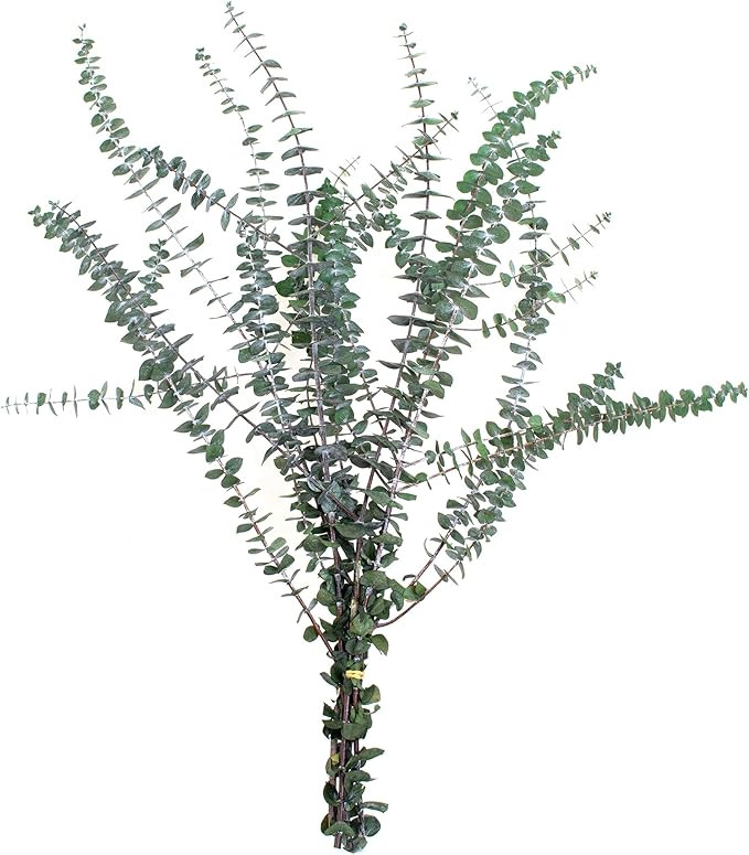 De La Terre Preserved Green Baby Eucalyptus Stems Large Bunch 1 LB for Décor, Floral, Crafts | Amazon (US)