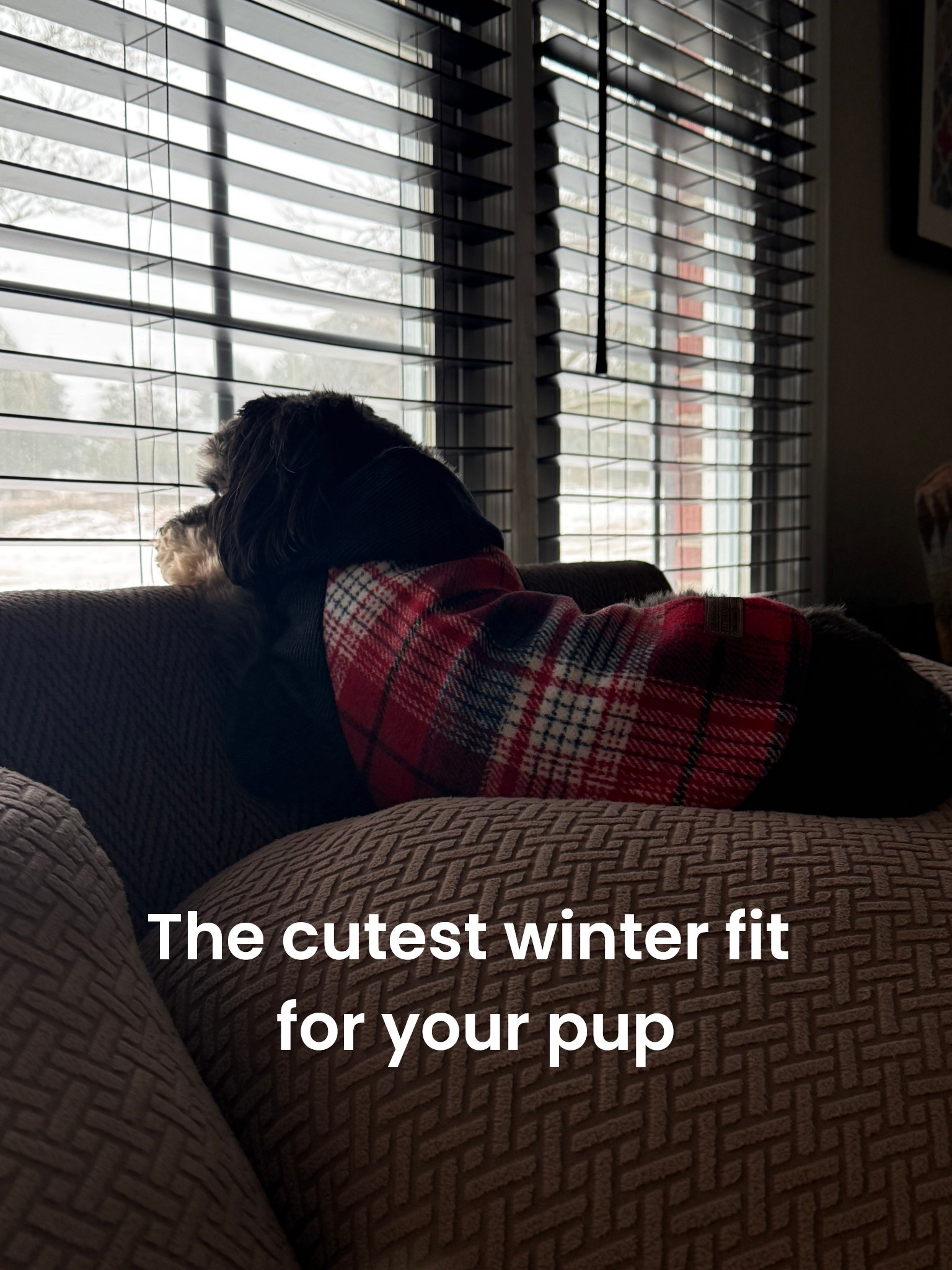 Bought this jacket for my pup on colder months and I’m obsessed they have such cute clothes my go to doggy boutique haha #dogoutfits #dogclothes #dogstyle #outfitsforyourdog #dogcoat #keepyourdogswarm 

#LTKSaleAlert #LTKdayinmylife