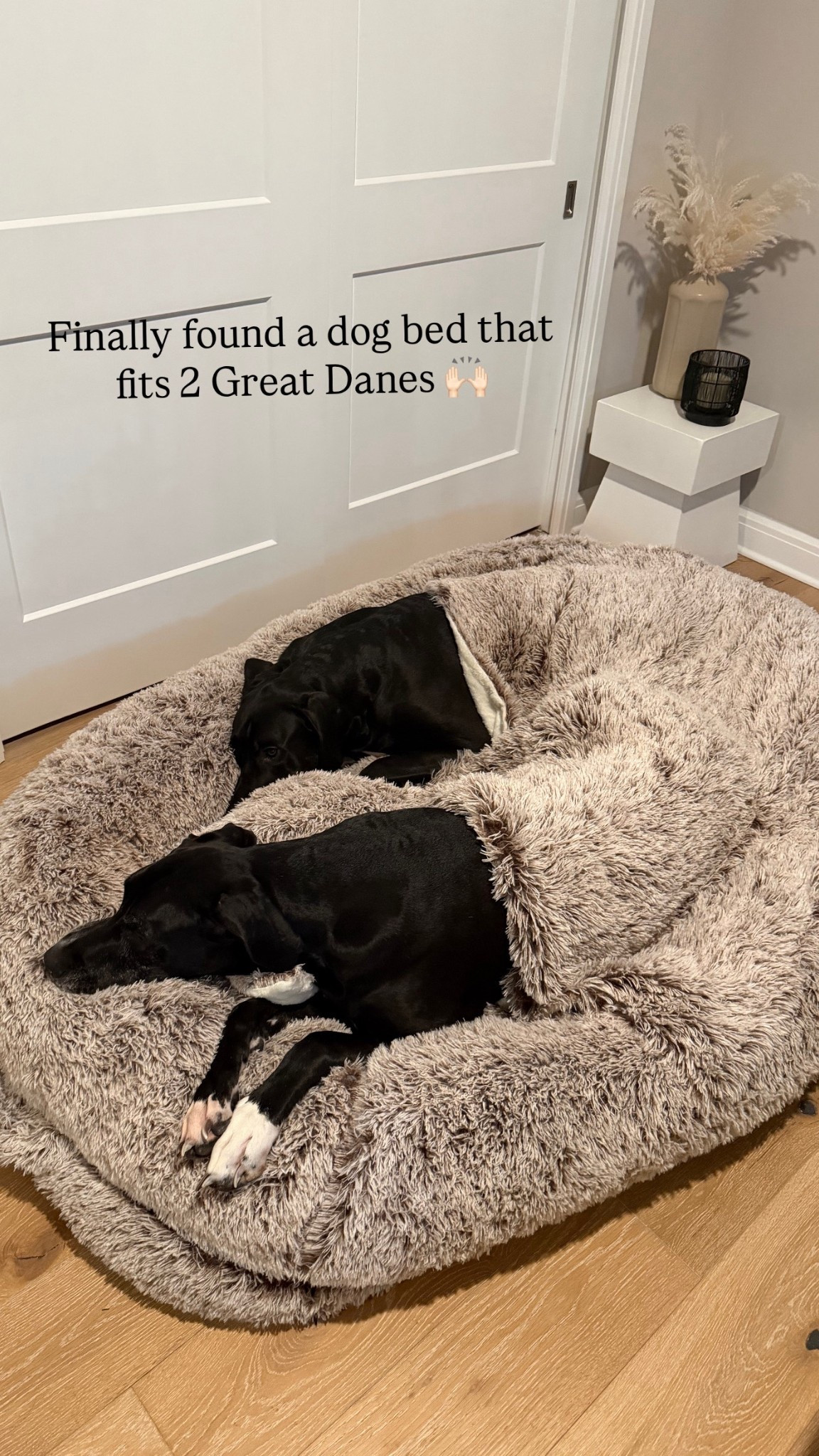 Found this huge dog bed on Amazon. They love it!! 

#LTKU #LTKHome