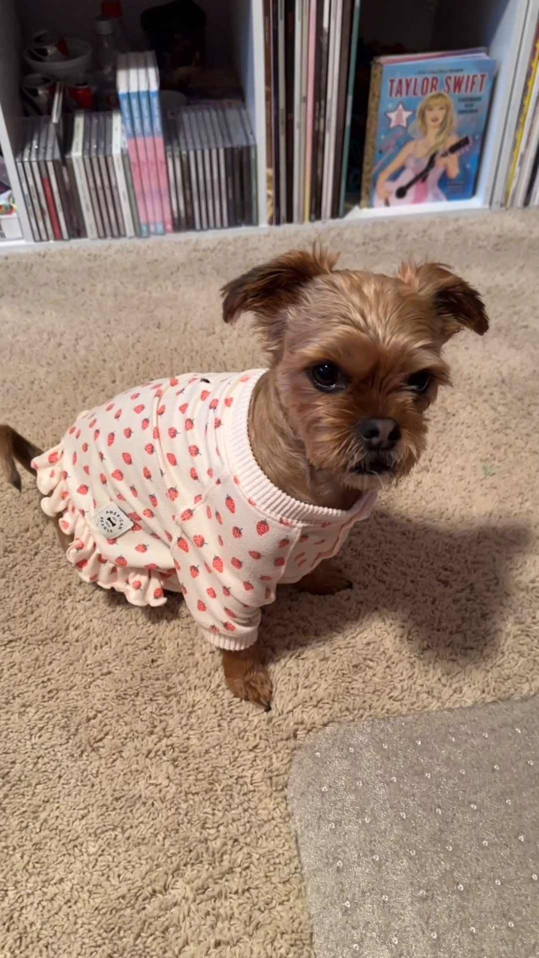 Strawberry pajamas for dogs from American Eagle 🍓🐾 Wearing a size XS!

#LTKootd #LTKSaleAlert #LTKgrwm