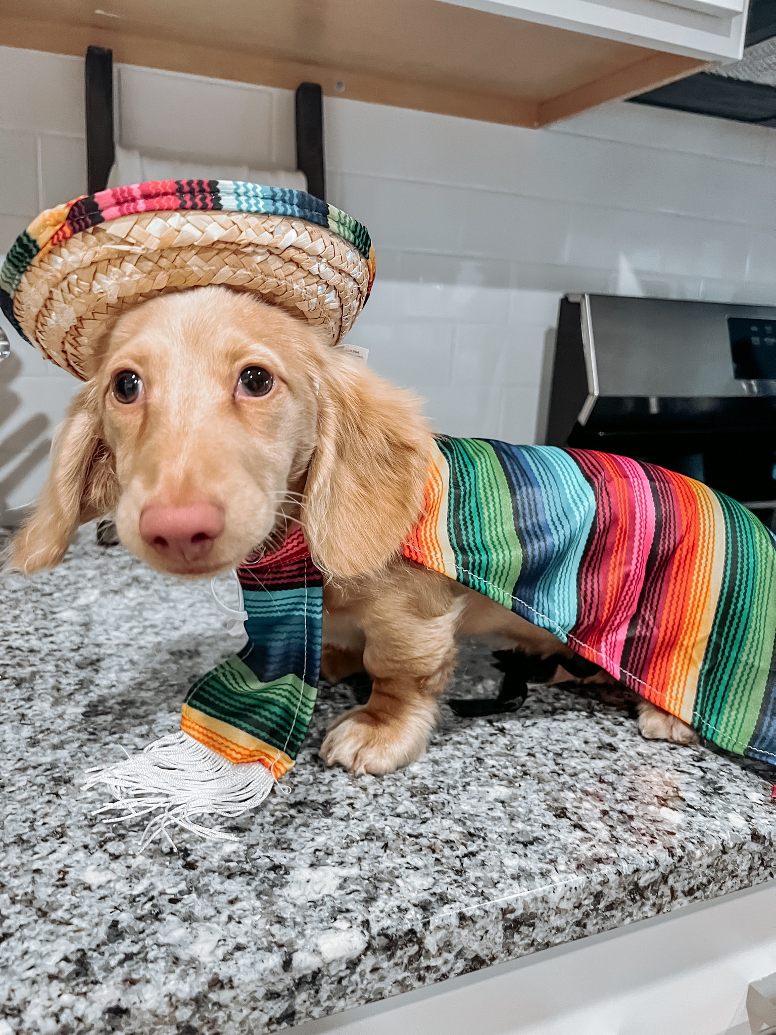 Happy Halloweenie!

#LTKfindsunder50 #LTKSeasonal #LTKfamily