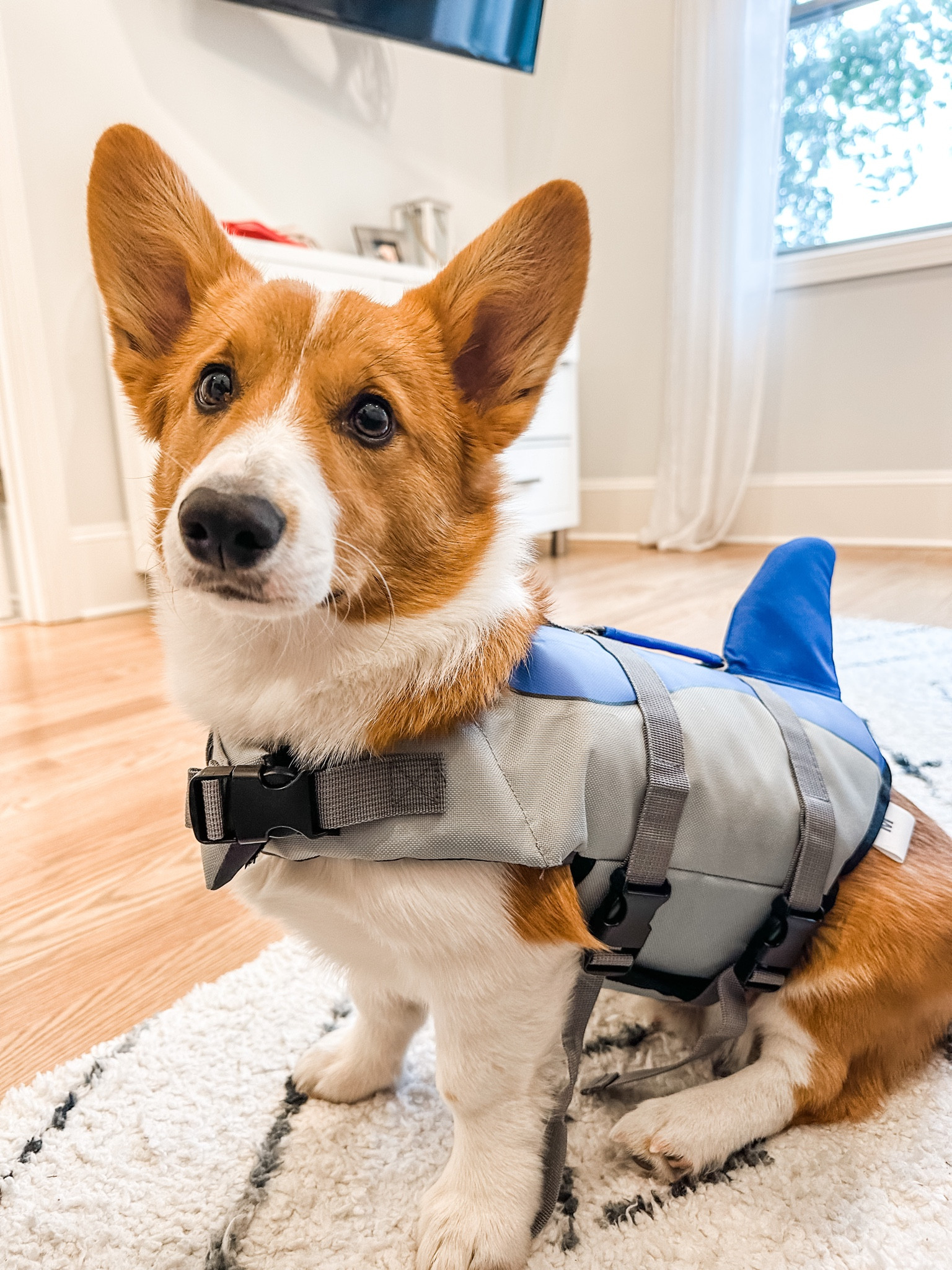 Pet life jacket | dog life vest | doggy pool | swimming pool | pet accessories | dog mom 

#LTKFind #LTKSeasonal #LTKswim