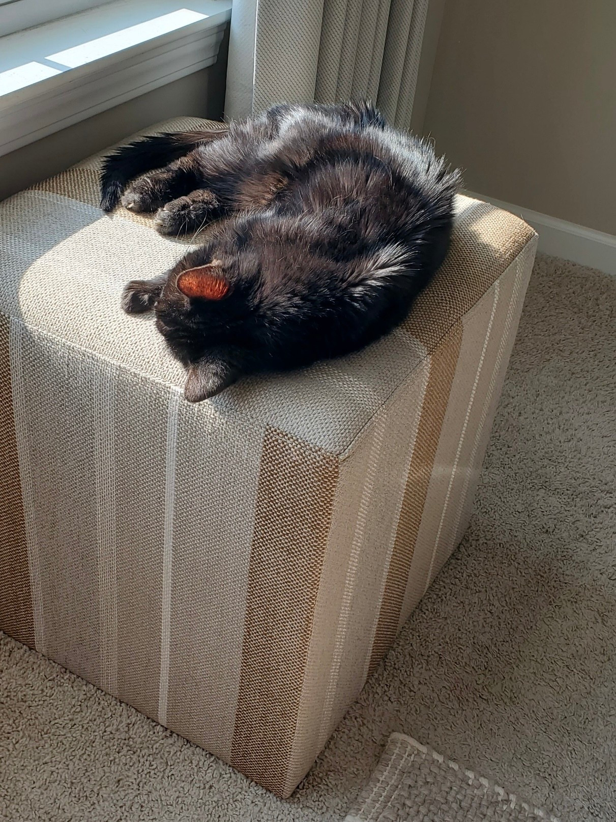 One of my favorite fall purchases! You can see my cat loves it too! It can definitely be used year round though and for the cozy season! 

#LTKSeasonal #LTKHome #LTKPets