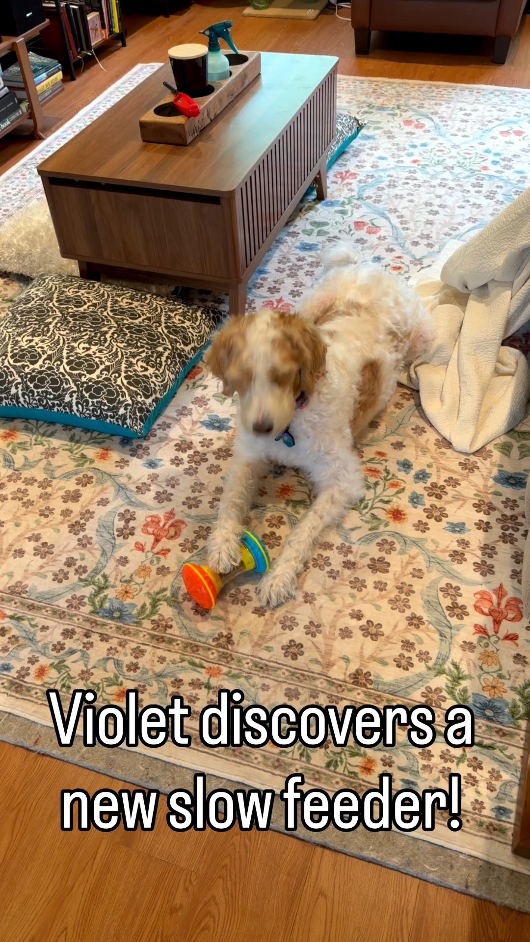 Violet can’t get enough of this treat dispenser! #dogmom #mentalhealth #goldendoodle

#LTKdayinmylife #LTKfoodie #LTKmorningroutine
