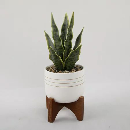 Snake plant/Sansevieria in Mid-Century Modern Painted Pot with Wooden Stand | Walmart (US)