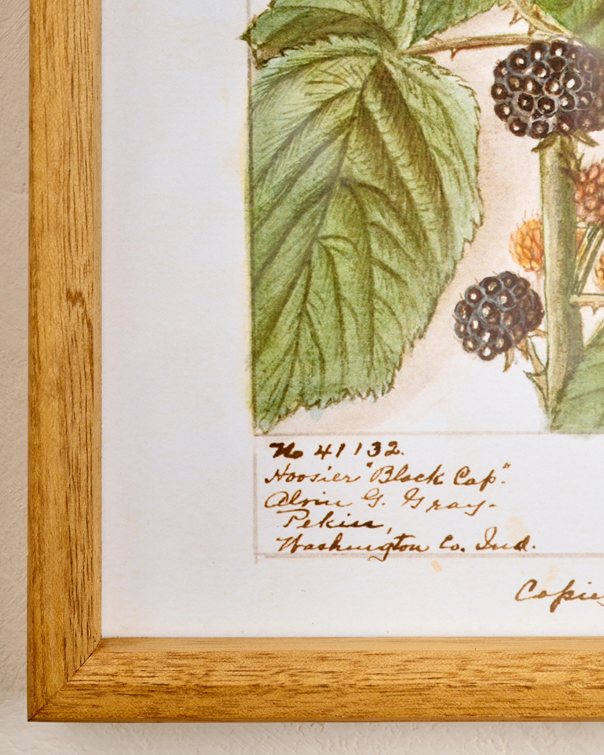 Fresh Blackberry Botanical Framed Print | Magnolia