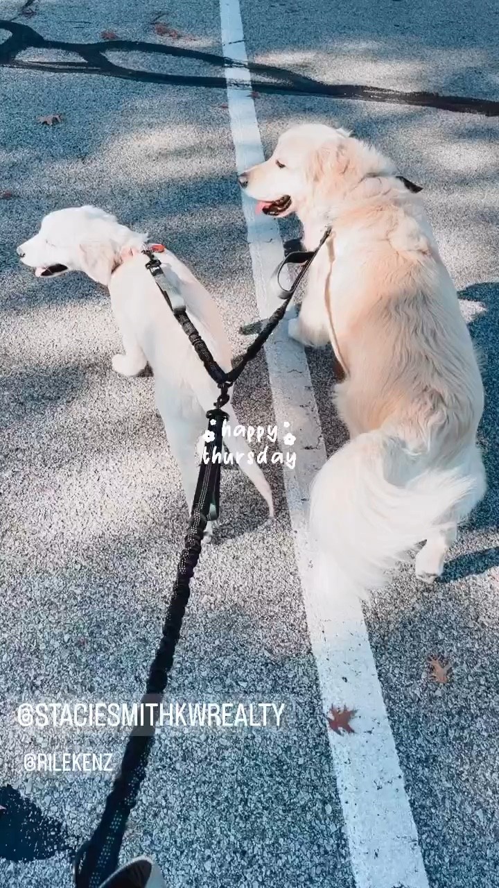 This double leash is a MUST for two dogs 

#LTKhome #LTKSeasonal #LTKfamily
