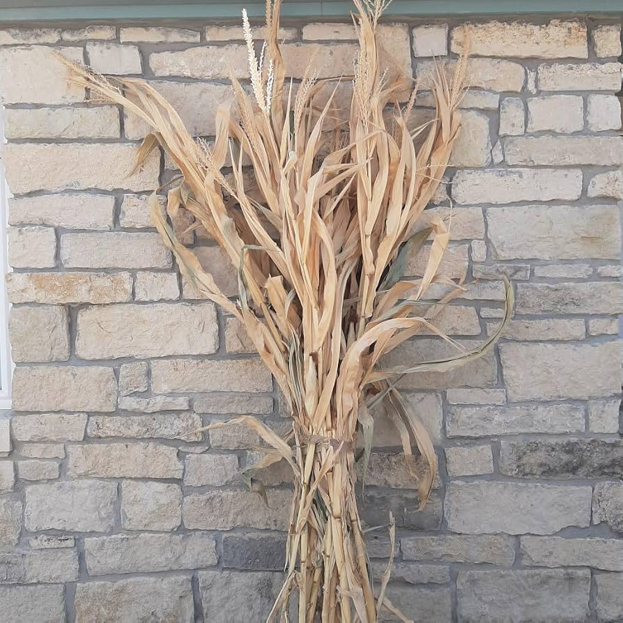 Dried Corn Stalk Bundle - Perfect for Fall and Halloween Decorating (1 Bundle, 72") | Amazon (US)