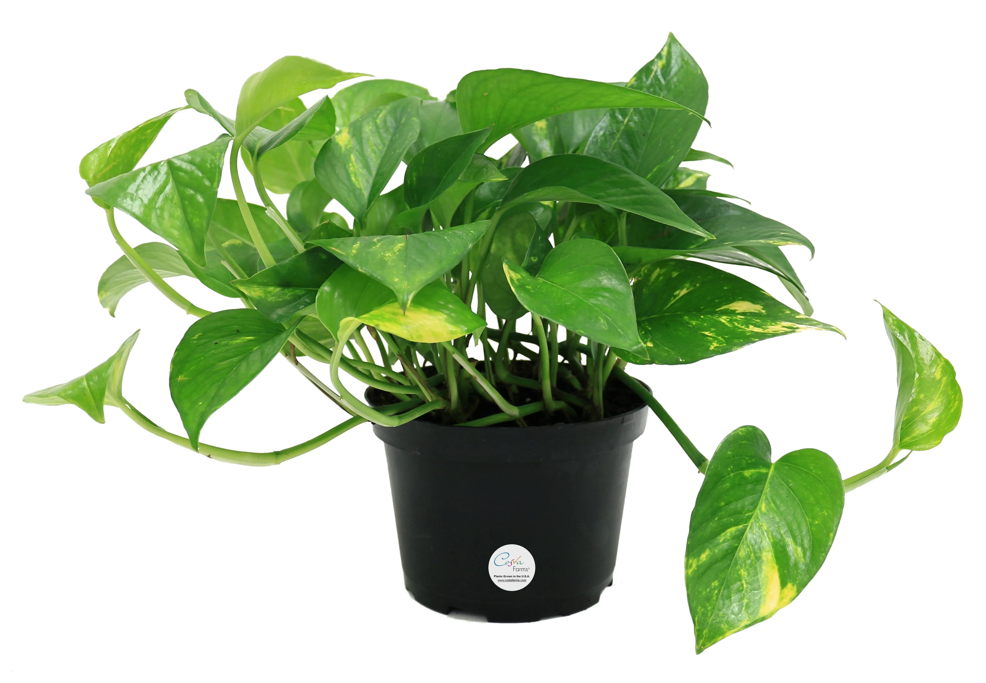 Costa Farms Plants with Benefits Live Indoor Plant 10in Tall Golden Pothos in 6in Grower Pot - Wa... | Walmart (US)