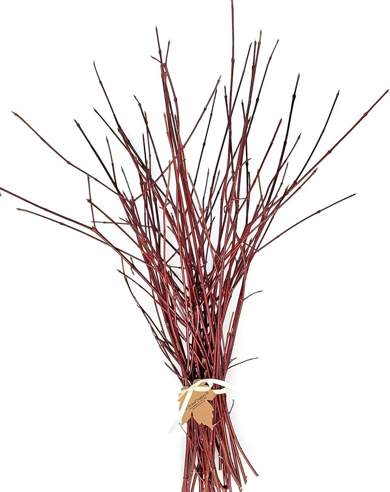 Red Dogwood Branches, 1'-2', Pack of 25 | Amazon (US)