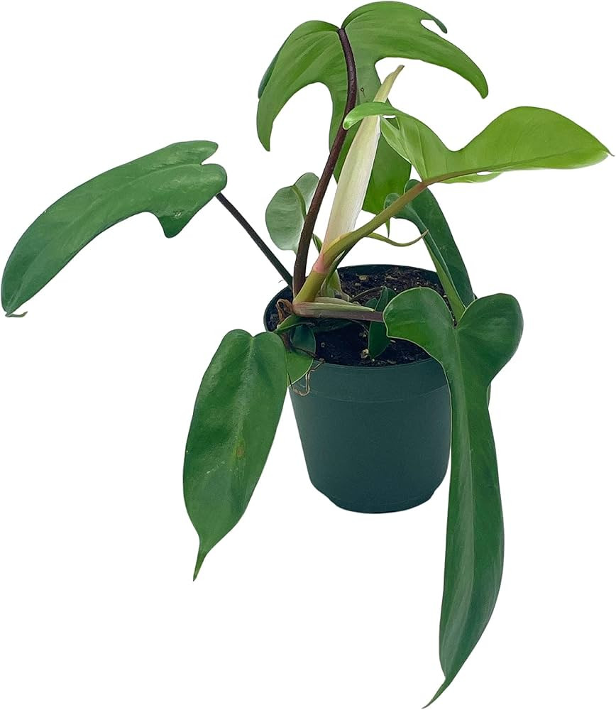 Philo Florida Beauty, 4 inch Philodendron Pedatum | Amazon (US)