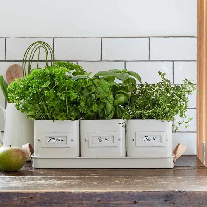 3 Herb Pots in a Leather Handled Tray | Williams-Sonoma