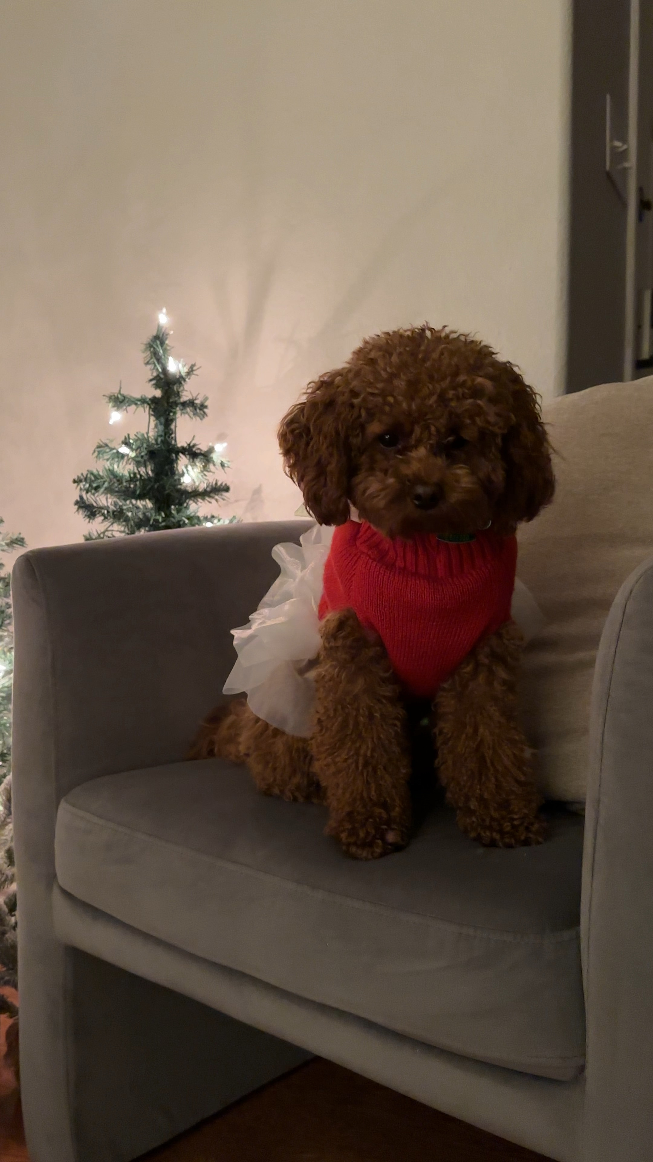 Lola is ready for the holidays! 🐶🎄✨ 

#LTKhome #LTKSeasonal #LTKfamily