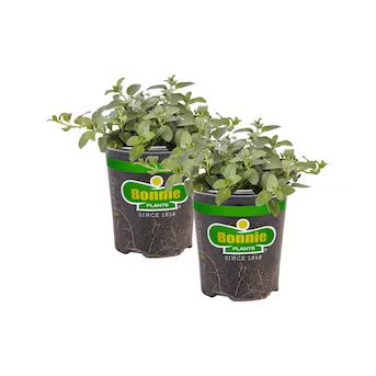 Bonnie Plants Peppermint Pot | Lowe's