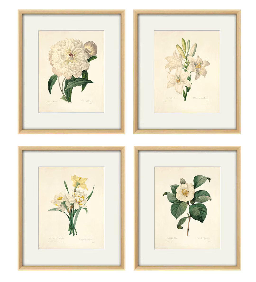 Antique Botanical Print Botanical Art Prints Flower Prints Wall Art Flowers Botanical Poster Anti... | Etsy (US)