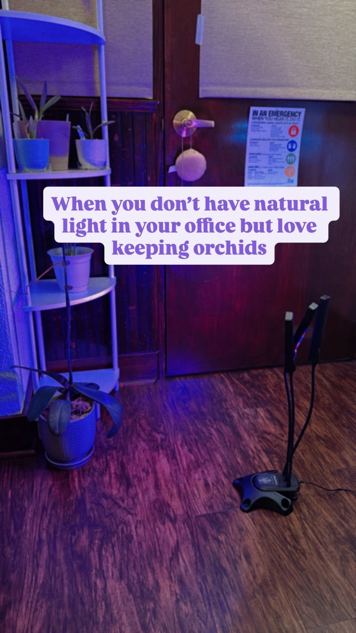 I love keeping live plants in my office but unfortunately I don’t have any natural light. The windows in my office look into an interior hallway 😅
.
.
.
#plantmom #officedecor #plants

#LTKHome #LTKFindsUnder50 #LTKSeasonal