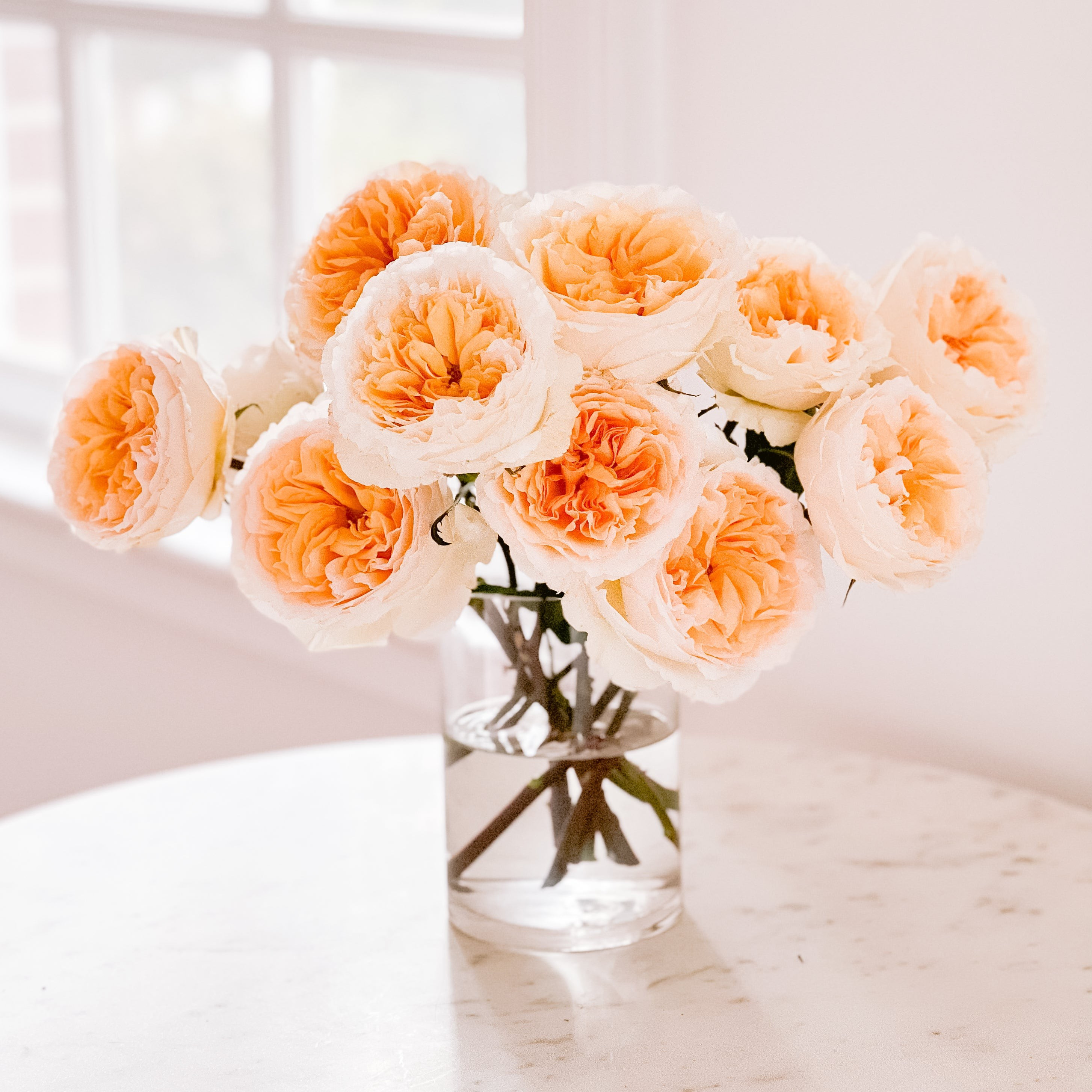 Beatrice | grace rose farm