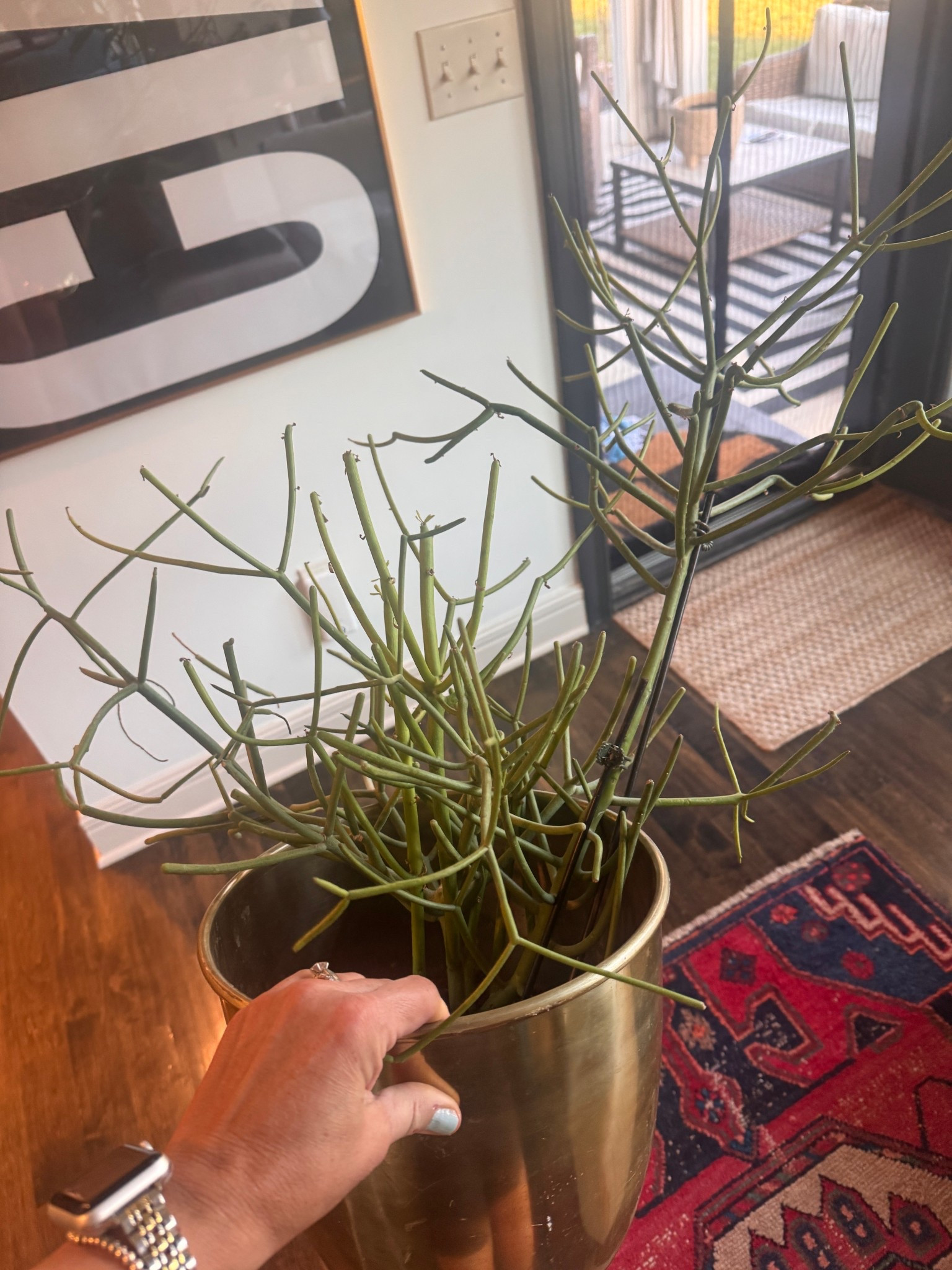 Live pencil cactus delivered to your door 

#LTKHome #LTKSeasonal