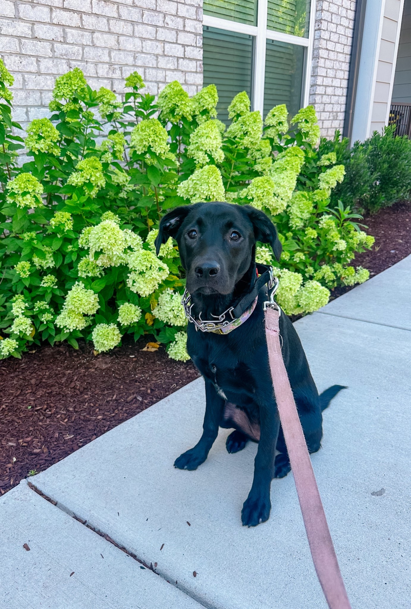 Our little love bug is off to camp! Piper is doing a 3 week training camp - we’re so excited for her to learn & make new friends!! 

#LTKPets