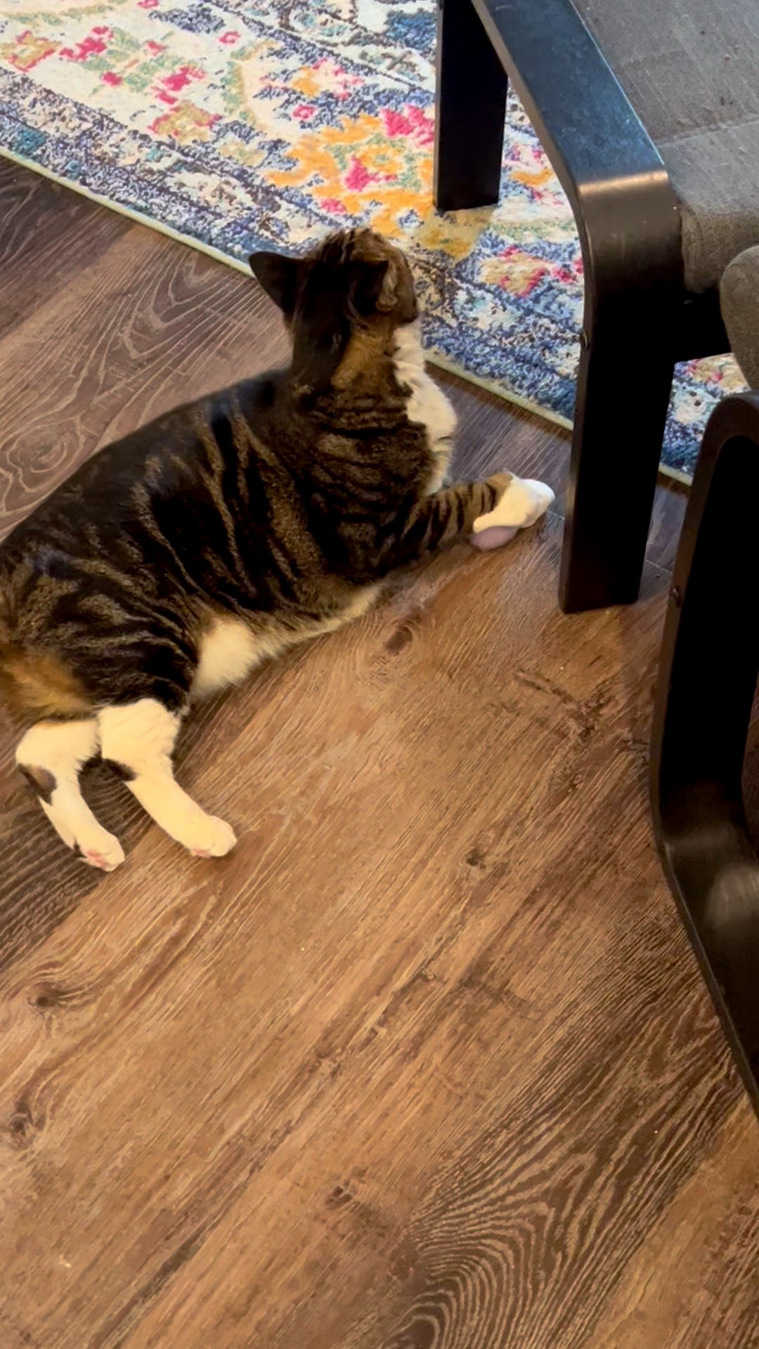 These felted catnip balls we’re an impulse buy for Olivia’s birthday and they’re a total hit! The cats like to bat them around and sniff up all the nip like Louis is doing here 😹😻

#LTKFindsUnder50 #LTKHome #LTKPets