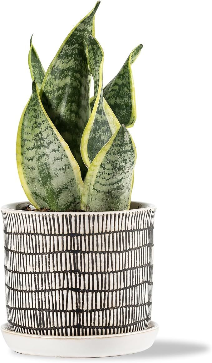 Chubacoo 6 Inch Plant Pots: Ceramic Planter Pot with Drainage Hole & Saucer - Planters for Indoor... | Amazon (US)