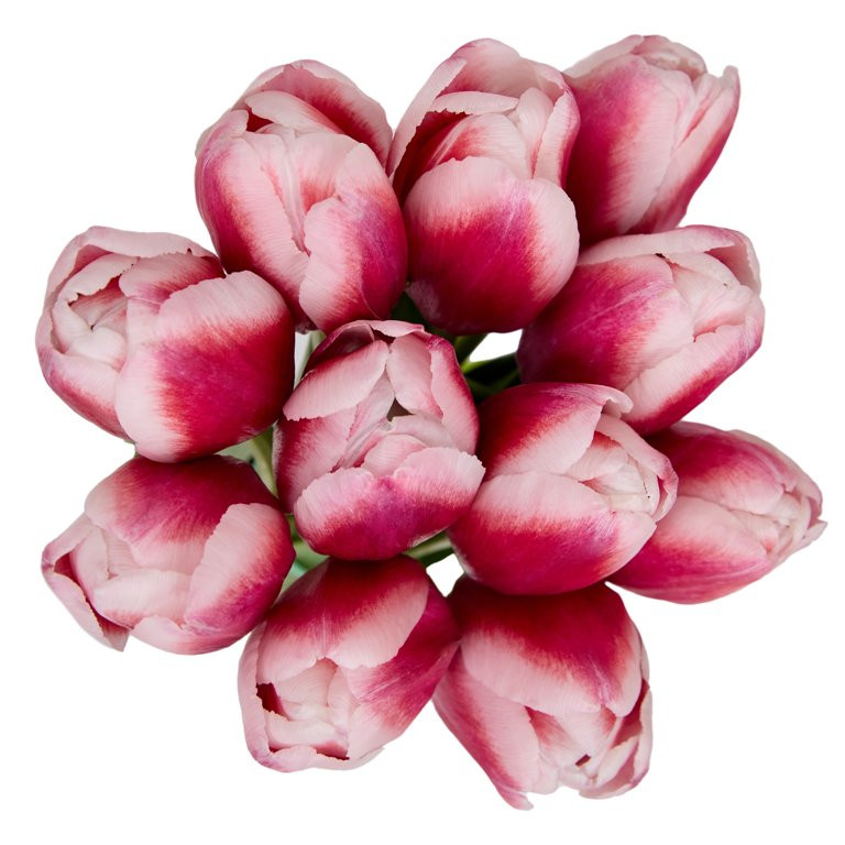 Ramo de Flores de Tulipanes Recién Cortados, 11 Tallos, los Colores Varían | Walmart (US)