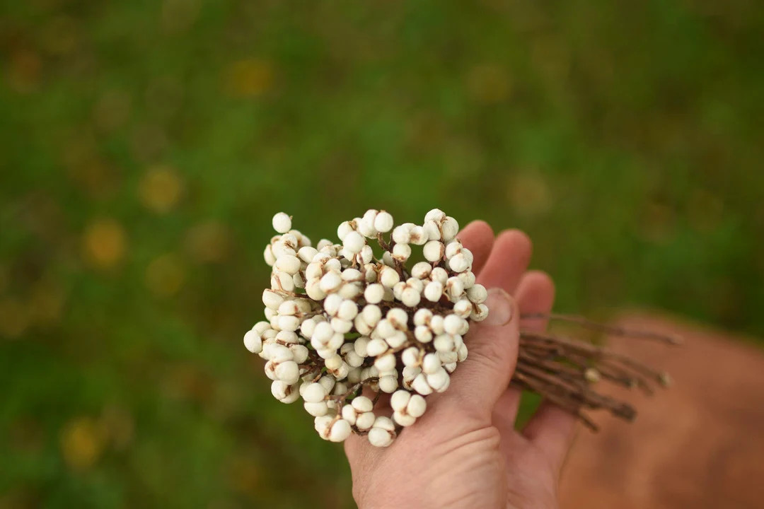 Dried Cream Tallow Berries: Natural Bouquet Filler - Etsy | Etsy (US)