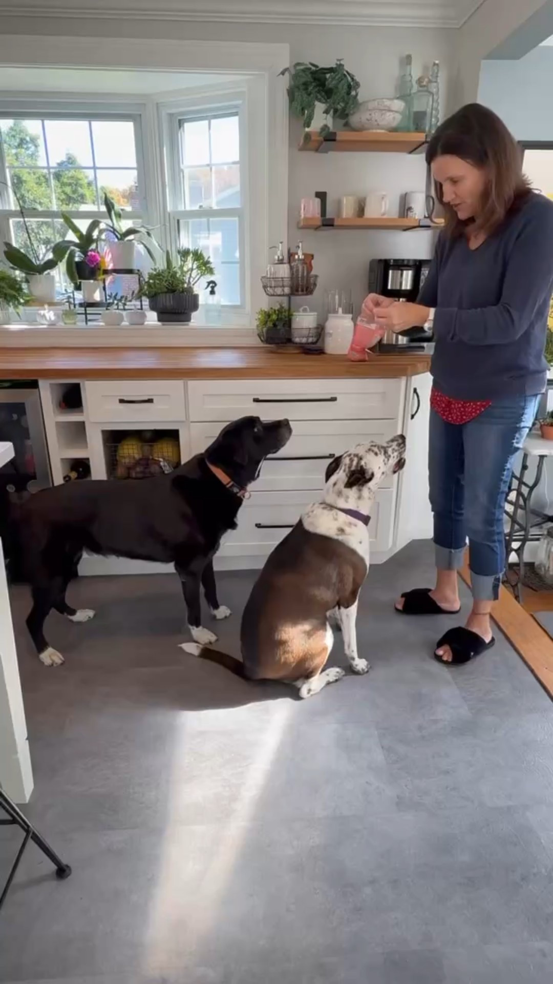 Sunday funday!  Time to switch up the pet art in the bathroom and make it seasonal! 🎃🎃🍂

#LTKHalloween #LTKSeasonal #LTKPets